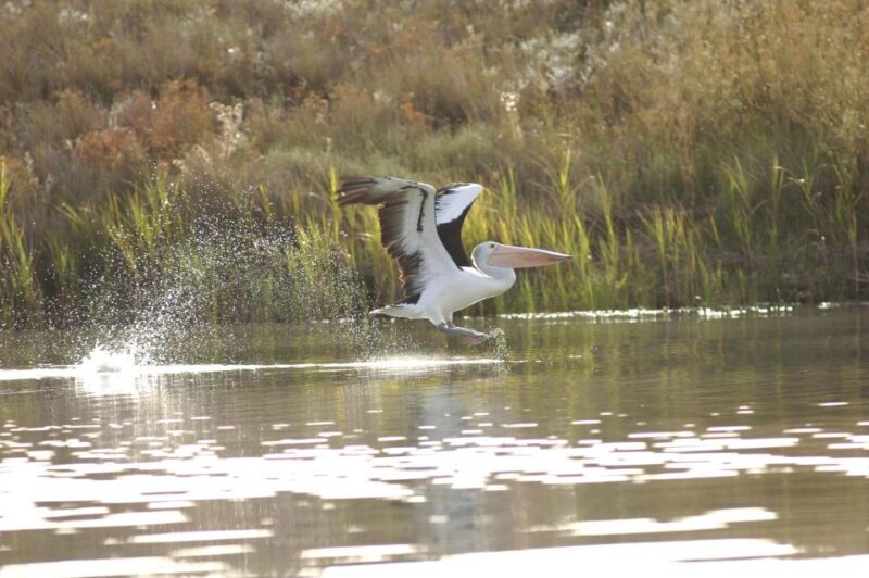 Murray River Highlights and Luncheon Cruise - Overall Value and Suitability