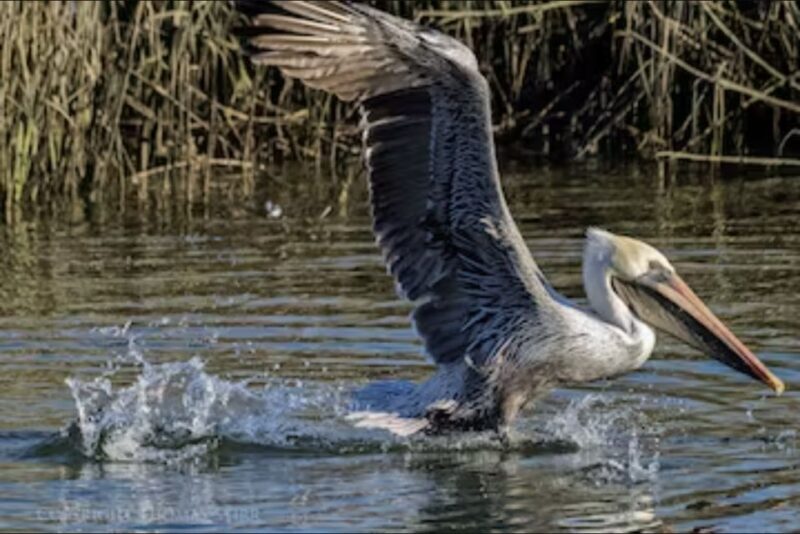 Murrells Inlet: Saltwater Marsh Eco Tour w/ Marine Biologist - The Value and Practicalities