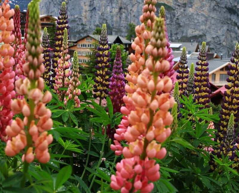 Murren - Private Guided Walking Tour - Key Points