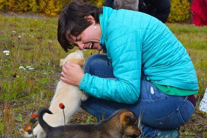 Mush Your Own Sled Dog Team (Summer/Fall Tour) - Discovering Sled Dog Spirit in Alaska