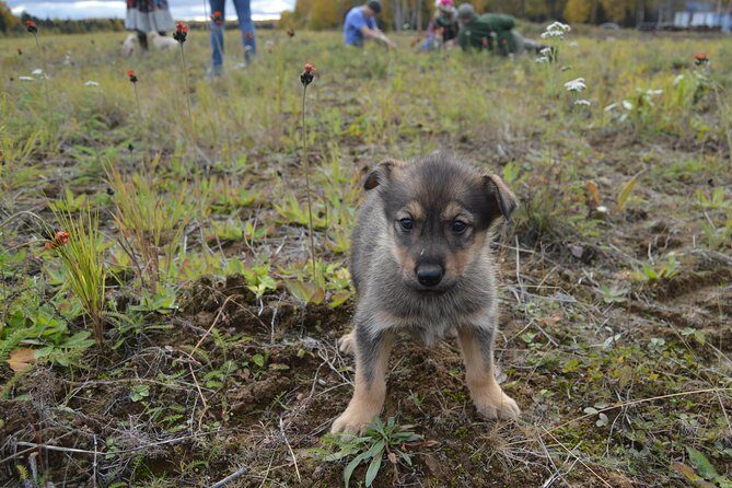 Mush Your Own Sled Dog Team (Summer/Fall Tour) - FAQs