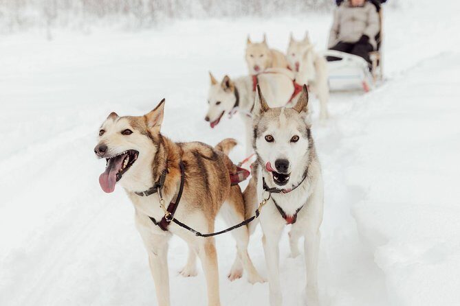 Mush Your Own Sled Dog Team (Winter Tour) in Talkeetna, Alaska - An In-Depth Look at the Mush Your Own Sled Dog Team Tour