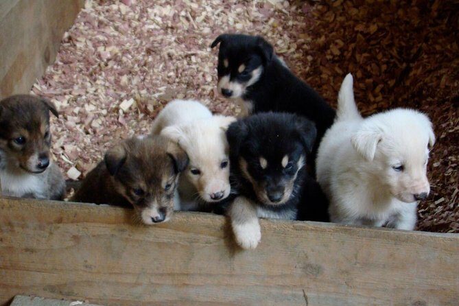 Musher's Camp and S'more Roasting Experience - Who Will Love This Tour?