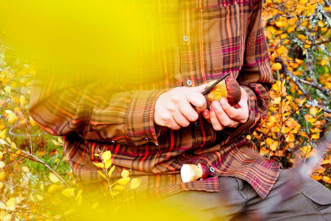 Mushroom Hunting in a National Park - The Value of This Experience