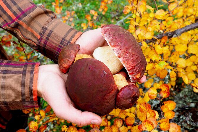 Mushroom Hunting in a National Park - Frequently Asked Questions