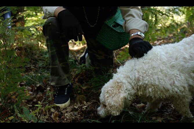 Mushroom or Truffle Hunting - Mushroom or Truffle Hunting: An Authentic Foraging Adventure Near Bellagio