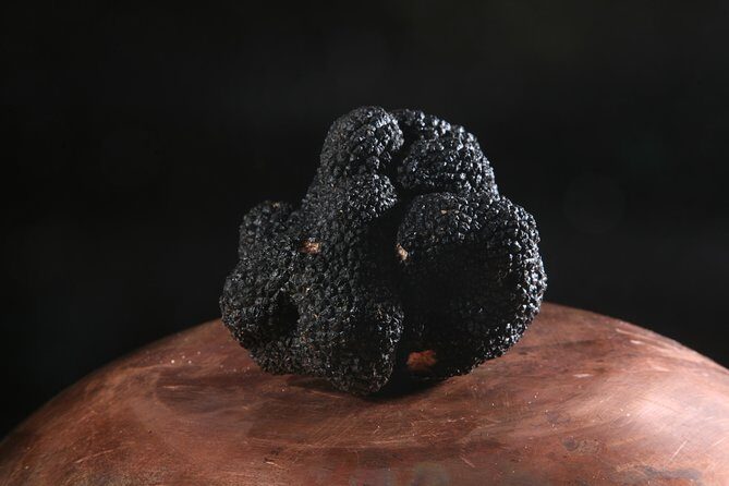 Mushroom or Truffle Hunting - Who Should Book This Tour?