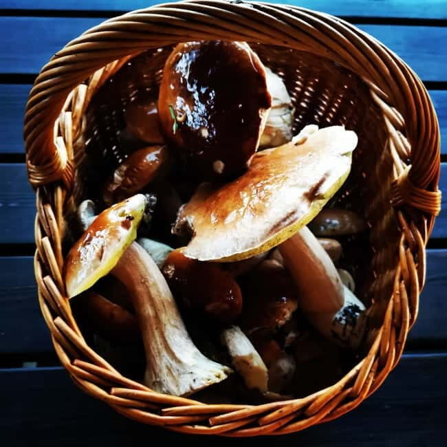 Mushroom picking in the forests near Riga - Who Will Love This Tour?
