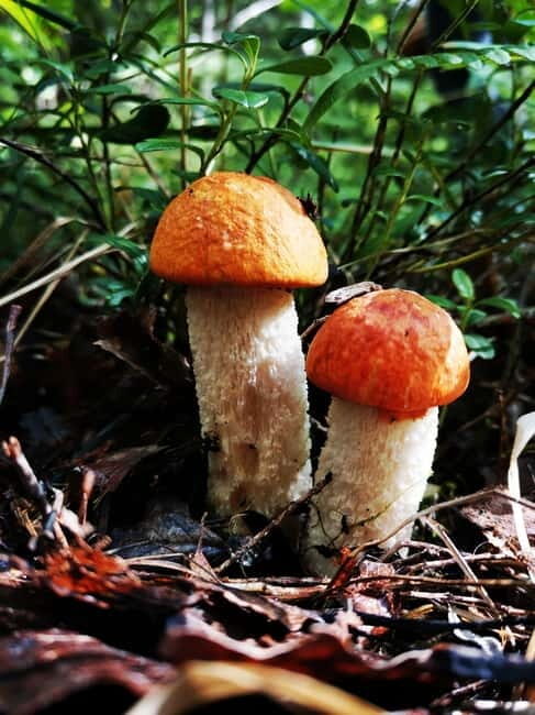Mushroom picking in the forests near Riga - Final Thoughts