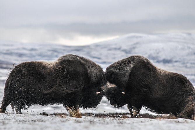 Musk ox Safari in Dovrefjell National Park from Oppdal - Discovering the Majesty of Norway’s Musk Ox in Dovrefjell National Park