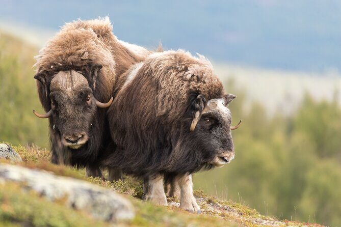 Musk ox Safari in Dovrefjell National Park from Oppdal - Key Points