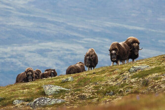 Muskox Safari from Hjerkinn | Dovre & Lesja Aktiv - Muskox Safari from Hjerkinn | Dovre & Lesja Aktiv