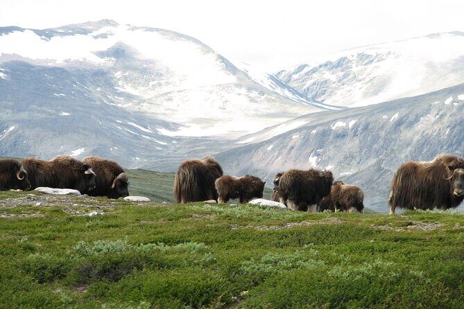 Muskox Safari from Hjerkinn | Dovre & Lesja Aktiv - Key Points