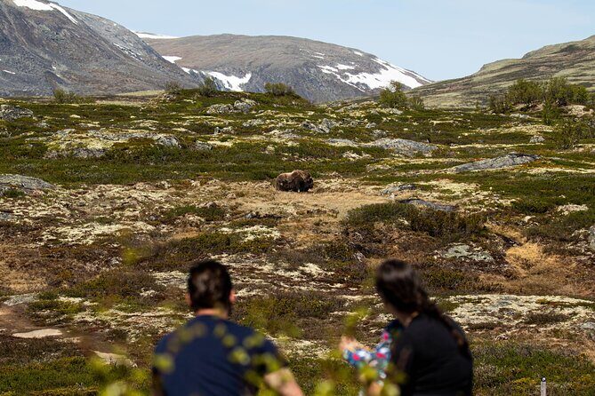 Muskox Safari from Hjerkinn | Dovre & Lesja Aktiv - Frequently Asked Questions