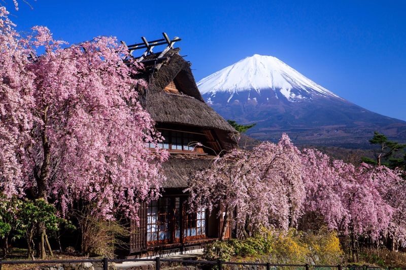 Muslim Friendly Mt. Fuji Day Tour with Halal Lunch & Prayer Time - A Fuji day trip built around prayer