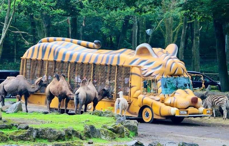 Must-Do for Families: Fuji Safari Park x Oshino Hakkai x Oishi Park | See Animals Up Close - Day Trip to Mount Fuji (From Tokyo) - At a glance