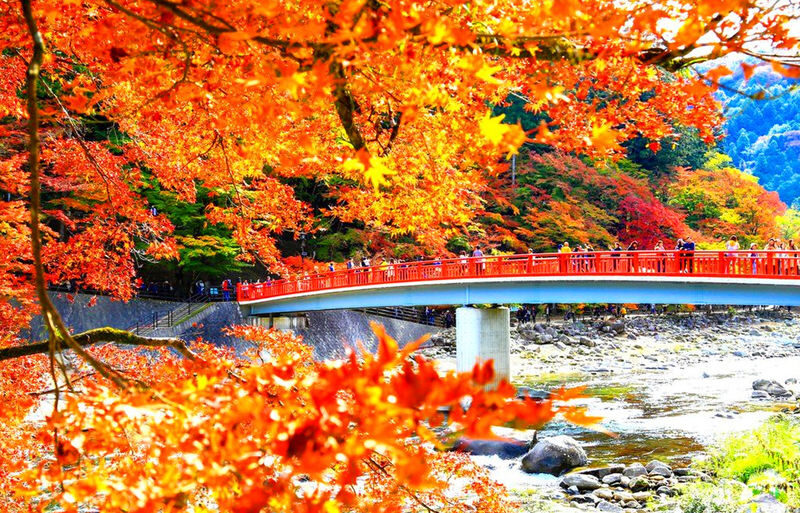 Must-See Autumn Foliage Spots in Nagoya, Japan | Kokeizan Eiho-ji Temple: 700-Year-Old Ginkgo Trees & the Unique Spectacle of Obara Cherry Blossoms and Maple Leaves Together & Korankei Valley Autumn Leaves One-Day Tour - At a glance
