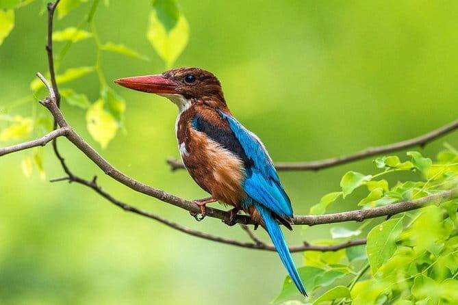 Muthurajawela Bird Watching Tour From Colombo & Negombo - A Close-Up Look at the Muthurajawela Bird Watching Tour
