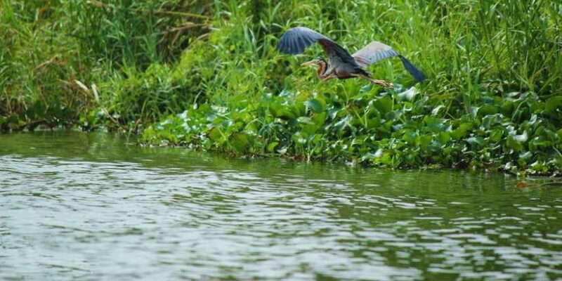 Muthurajawela Bird Watching Tour from Negombo and Colombo - An In-Depth Look at the Muthurajawela Wetlands Bird Watching Tour