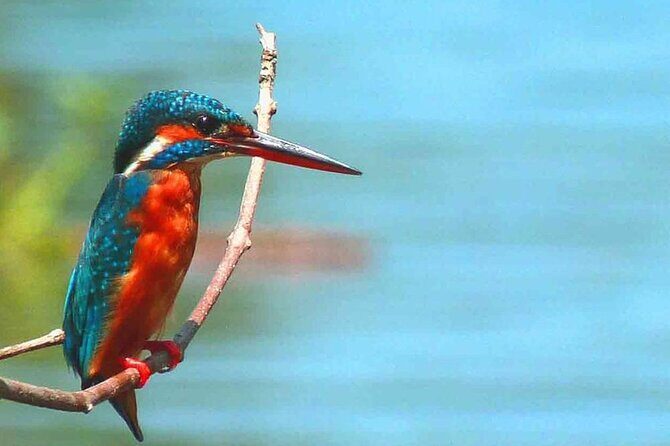 Muthurajawela Bird Watching Tour from Negombo / Colombo - Frequently Asked Questions