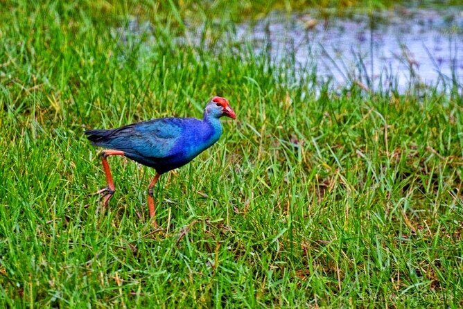 Muthurajawela Bird Watching Tour from Negombo / Colombo - Final Recommendations