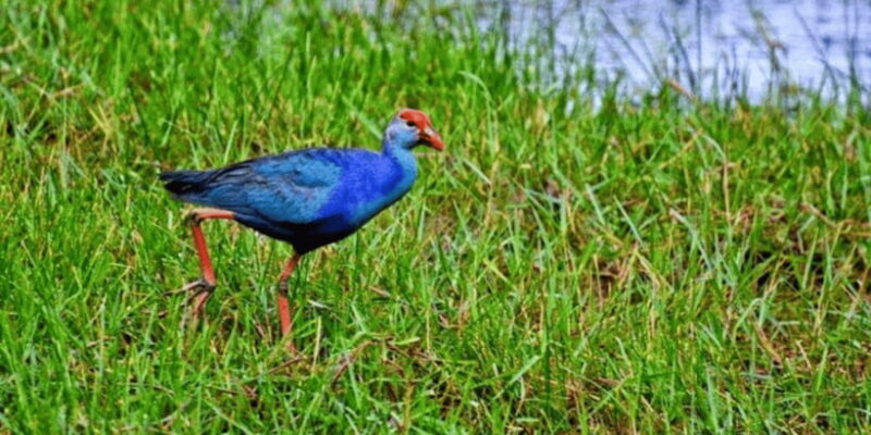 Muthurajawela Wetland: Birdwatching Expedition by Boat - Who Will Enjoy This Tour?
