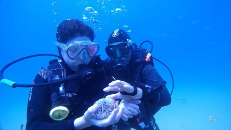 My first scuba dive in the Ocean from Madeira - Why This Tour Offers Good Value