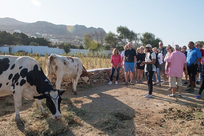 Mykonian Farm Entrance Ticket - A Close-Up Look at the Mykonian Farm Experience