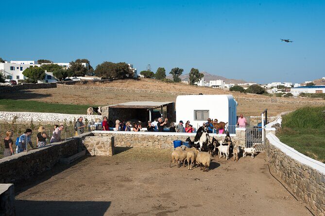 Mykonian Farm Experience - Discover the Charm of the Mykonian Farm Experience