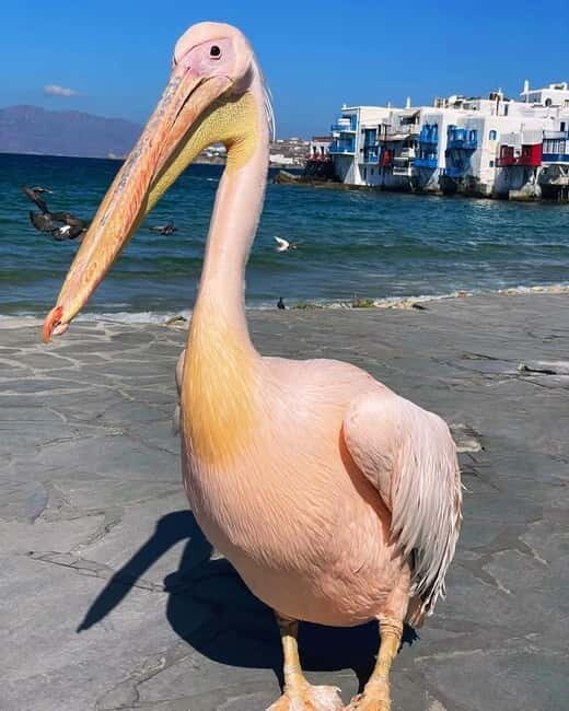 Mykonos Cruise Passenger Exclusive Jeep Tour: Must See in 4h - Why Choose This Tour?