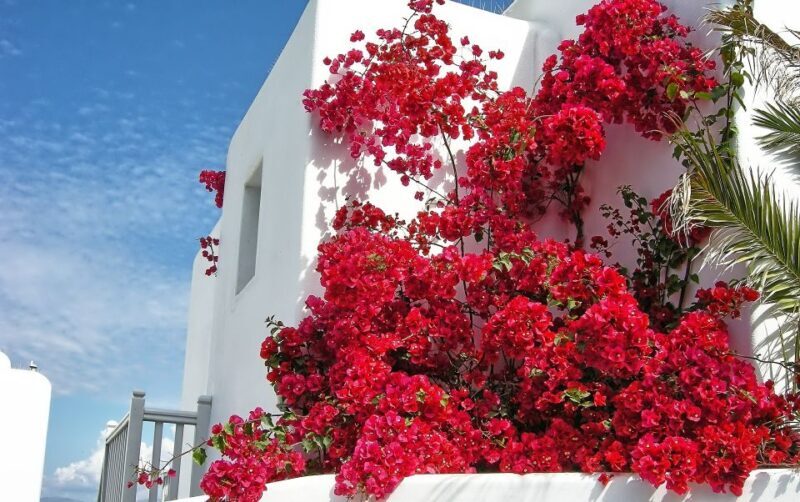 Mykonos: Delos and the city walking tour - The Sum Up