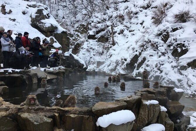 Myoko and Madarao Day Tour Snow Monkeys, Zenkoji and Sake - In-Depth Review: What You Can Expect from Each Stop