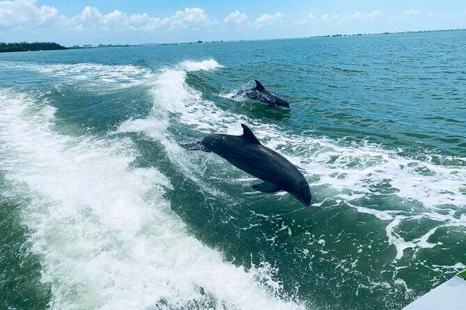 Myrtle Beach Dolphin Cruise - Key Points