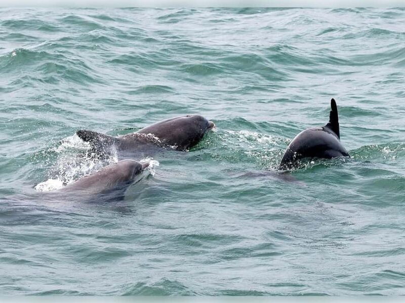 Myrtle Beach: Dolphin Cruise on the Sea Screamer - An Action-Packed Tour with Authentic Coastal Charm