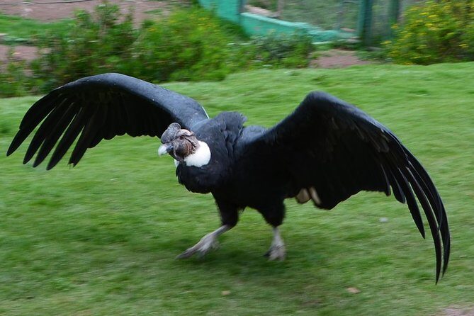 Mystic experience at Cochahuasi ( blessings of the Andean condor) - Key Points