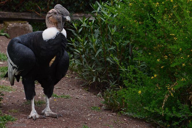 Mystic experience at Cochahuasi ( blessings of the Andean condor) - FAQ