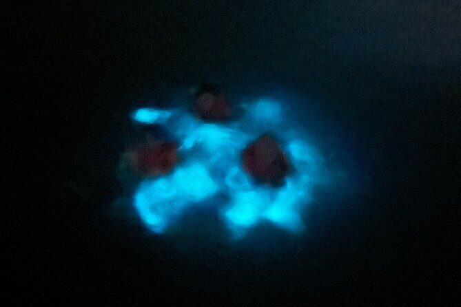 Mystic Waters A Bioluminescent Night Tour - FAQs