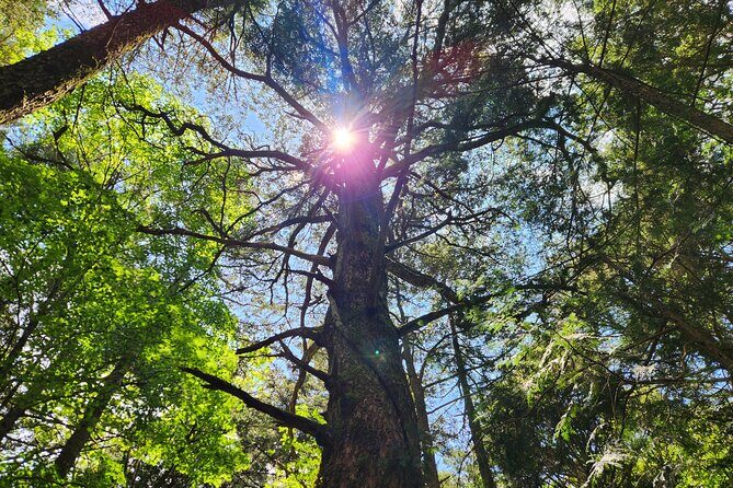 Mystical Fuji Forest Guide Running Trip (Shoe Rental Included) - Practical Details That Matter