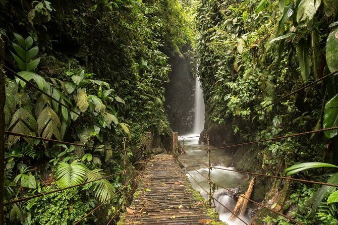 Mystical Mindo Marvels: A Daylong Dive into Nature's Dreamland! - The Cloud Forest Reserve: Biodiversity on Display