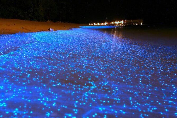 Mystical Nights: Fireflies & Blue Tears Adventure - Key Points