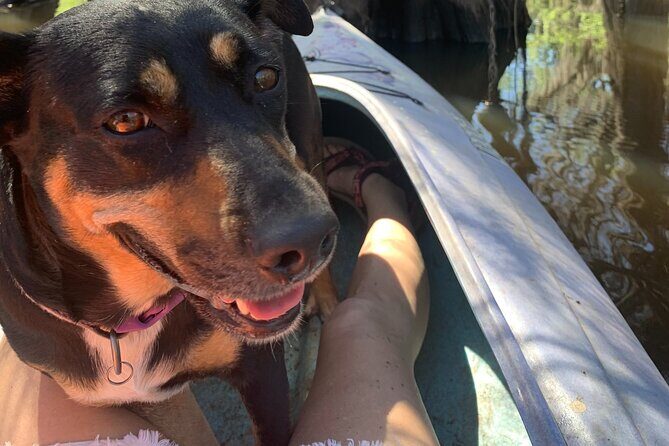 Mystical Private Kayak and Canoe Tours on Caddo Lake - A Deep Dive into the Experience