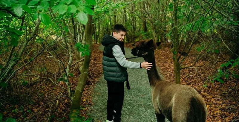 N. Ireland: Award Winning Guided Scenic Alpaca Trekking - A Deep Dive into the Scenic Alpaca Trekking Experience