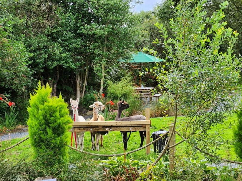 N. Ireland: Award Winning Guided Scenic Alpaca Trekking - Pricing and Value