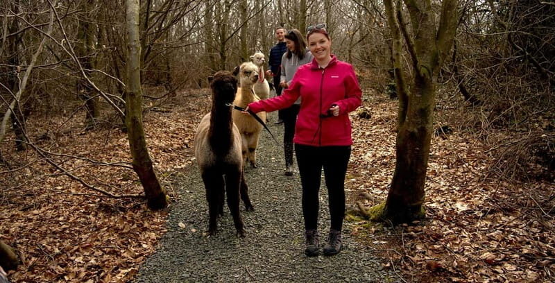 N. Ireland: Award Winning Guided Scenic Alpaca Trekking - Summary: Who Will Love This Tour?