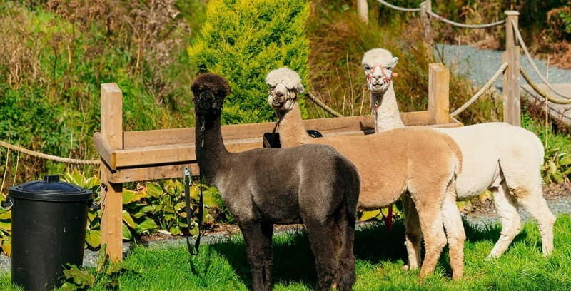 N. Ireland: Award Winning Guided Scenic Alpaca Trekking - Frequently Asked Questions