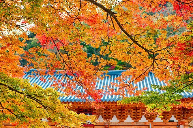 Naejangsan National Park Autumn Foliage One Day Tour from Busan - Key Points