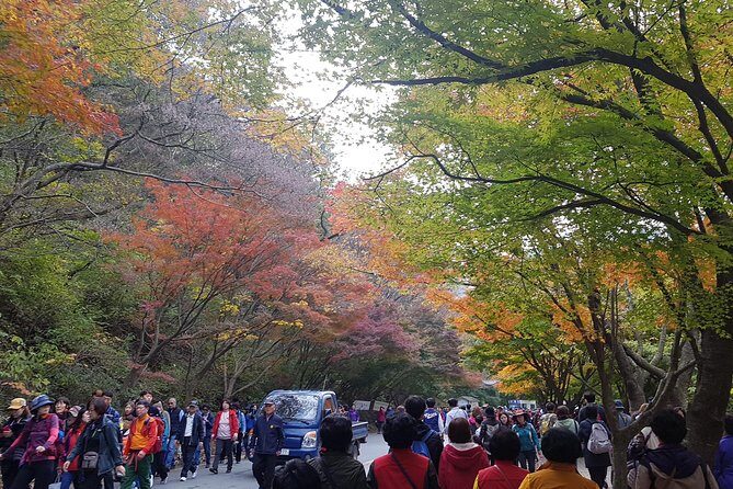 Naejangsan National Park Autumn Foliage One Day Tour from Busan - Who Should Consider This Tour