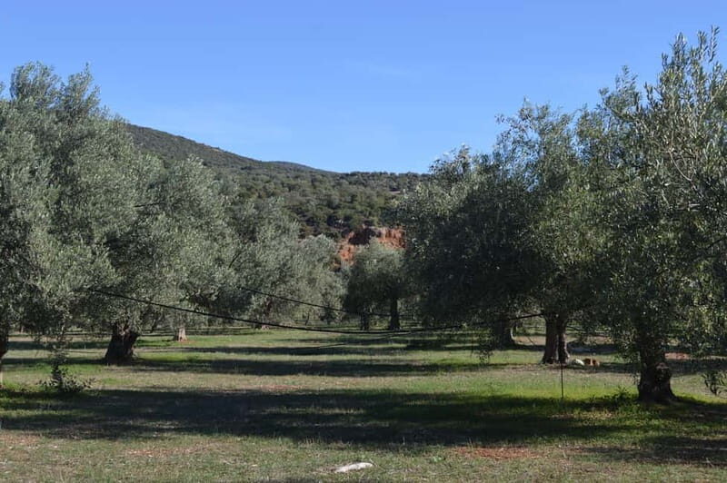 Nafplio: Olive Oil Estate Tour and Tasting - Nafplio: Olive Oil Estate Tour and Tasting – A Deep Dive into Greece’s Green Gold