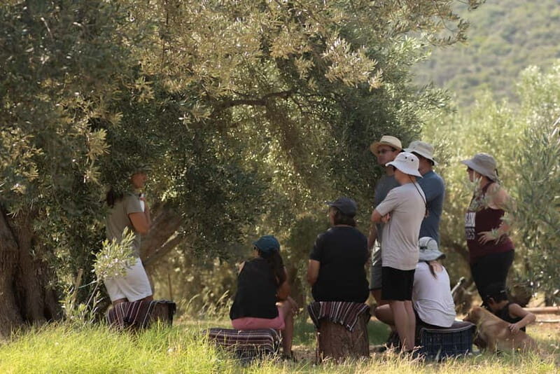 Nafplio: Olive Oil Estate Tour and Tasting - Who Will Love This Experience?