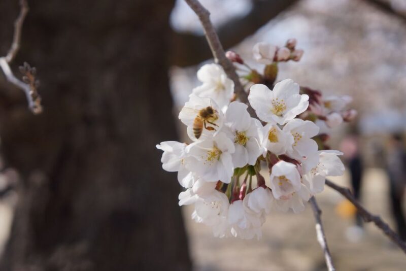 Nagano: 1-Day Snow Monkey & Cherry Blossom Tour in Spring - What’s Included and What’s Not
